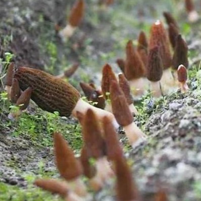 Benefits of morel mushrooms for people