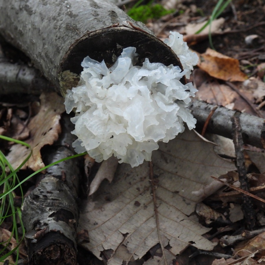 Nutritional value of tremella
