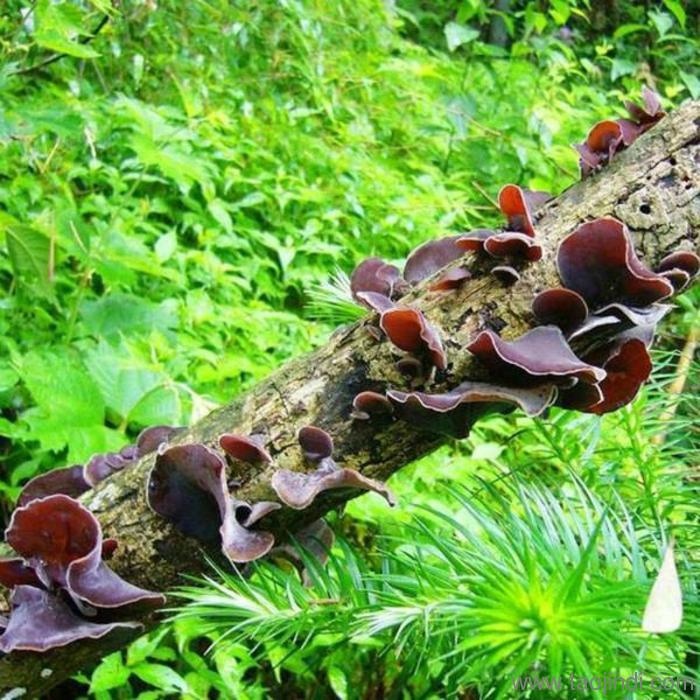 Wood ear mushrooms