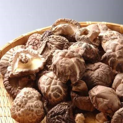 Contraindications of Shiitake Mushroom