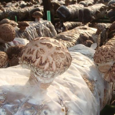 Mushroom Culture