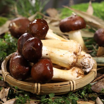 Agaricus blazei