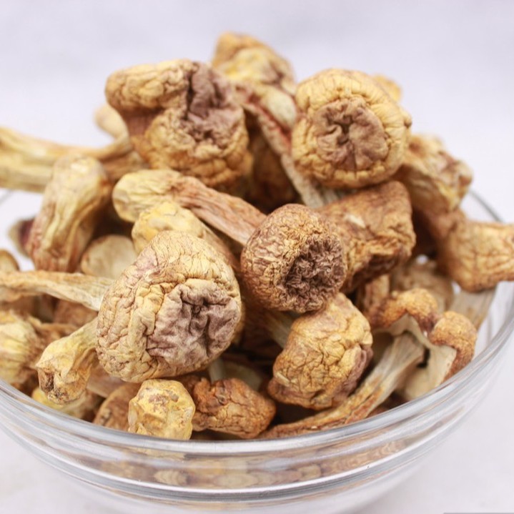 Agaricus blazei is contraindicated