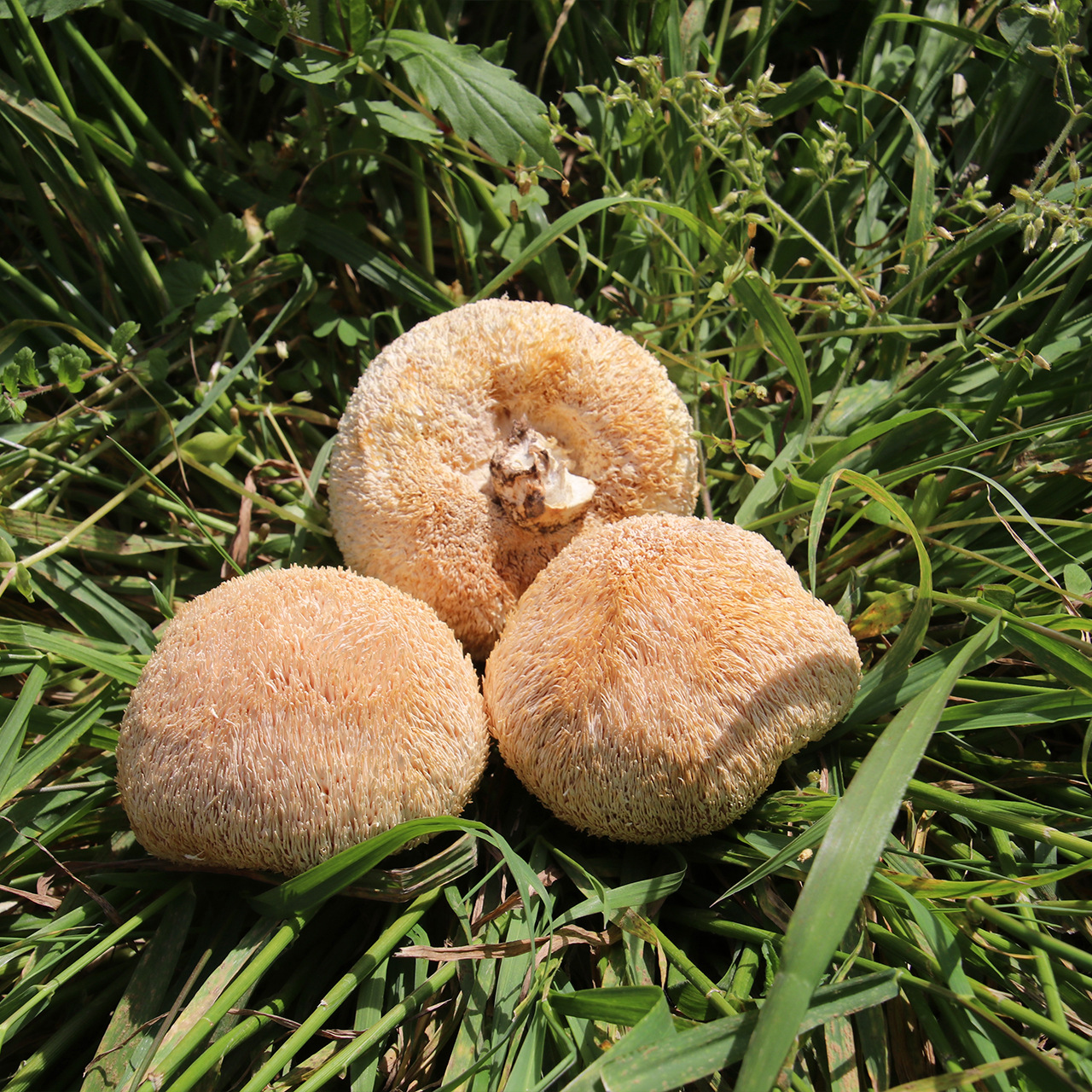 Hericium erinaceus