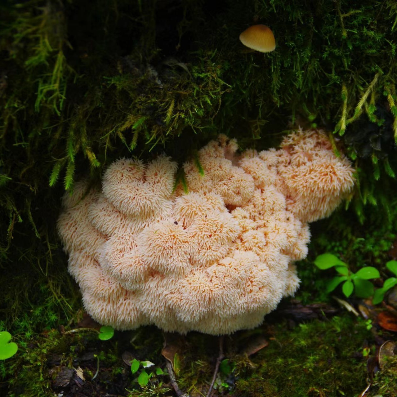 Monkey Head Mushroom Benefits