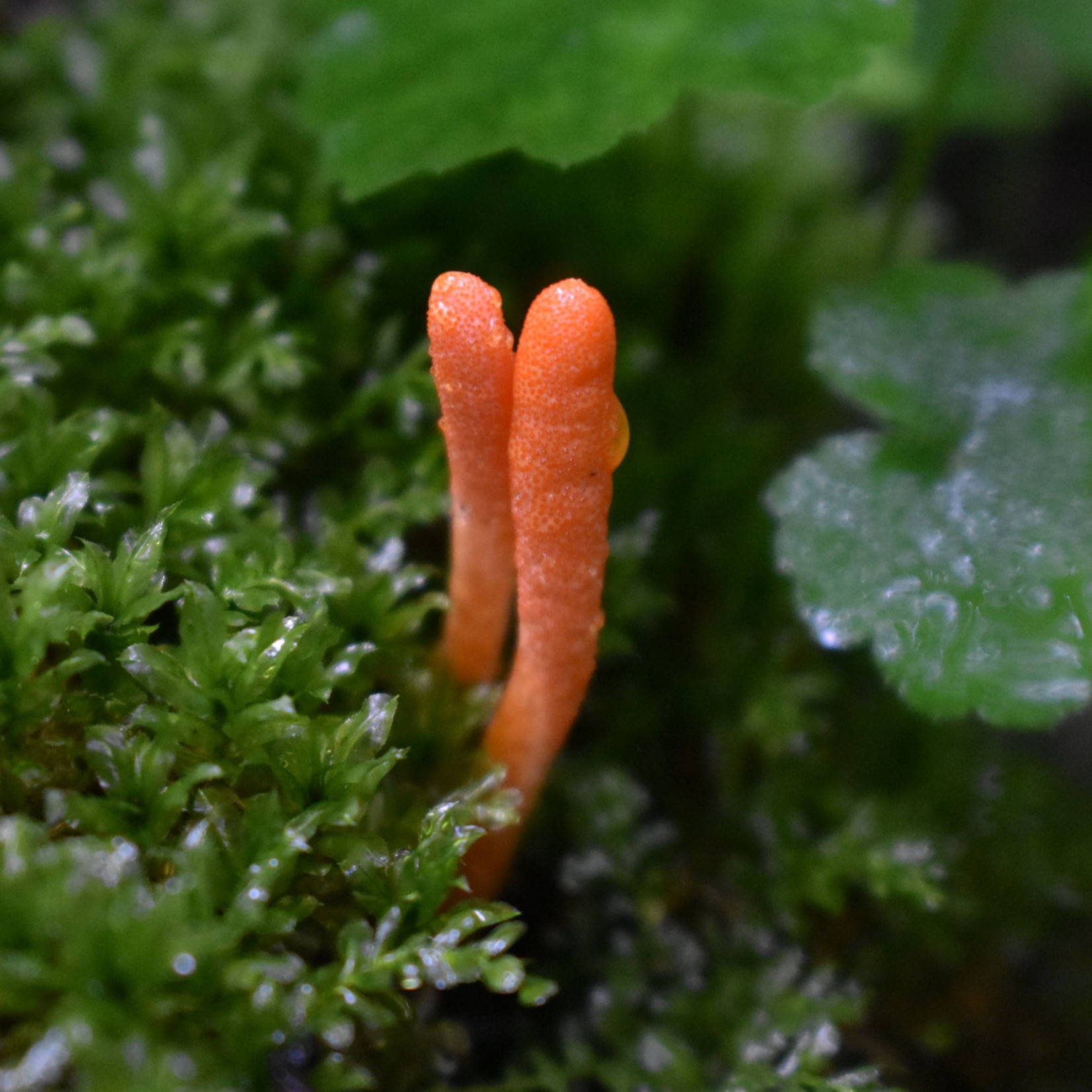 Cordyceps Sinensis