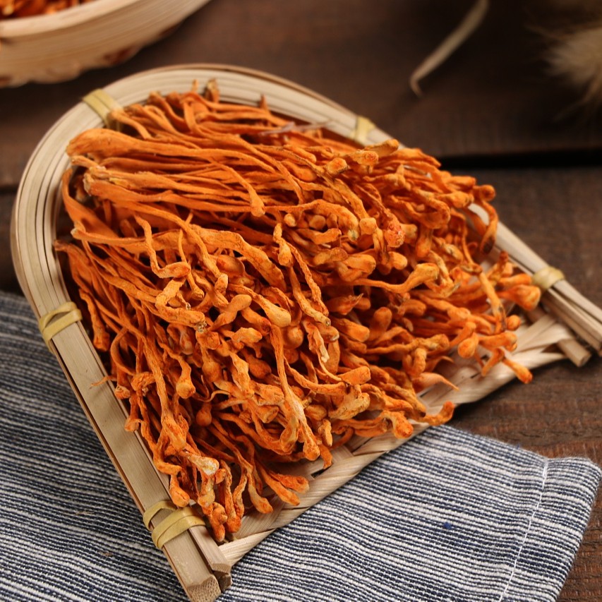 Cordyceps sinensis
