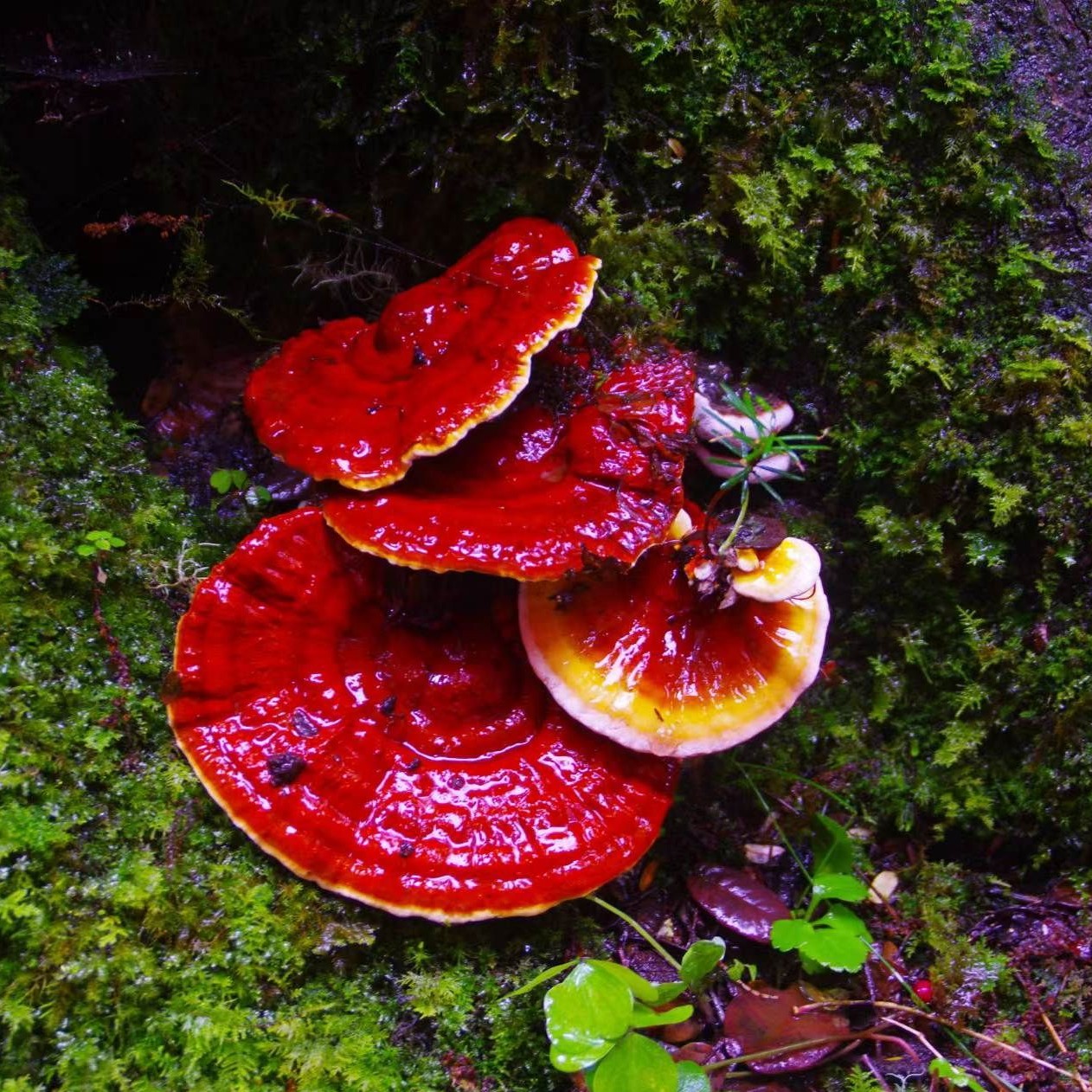Ganoderma