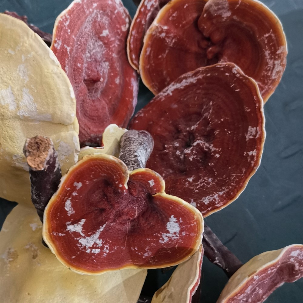 Effects of Ganoderma lucidum