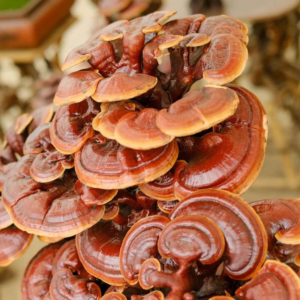 Ganoderma lucidum culture