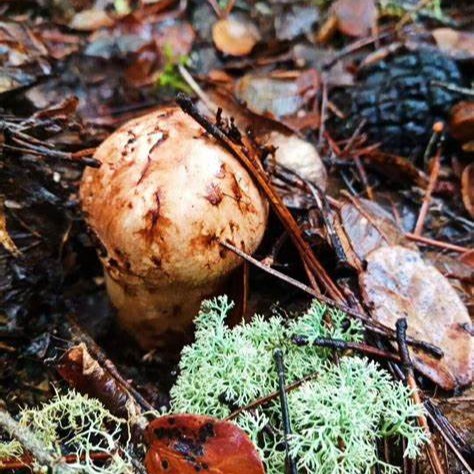 Matsutake