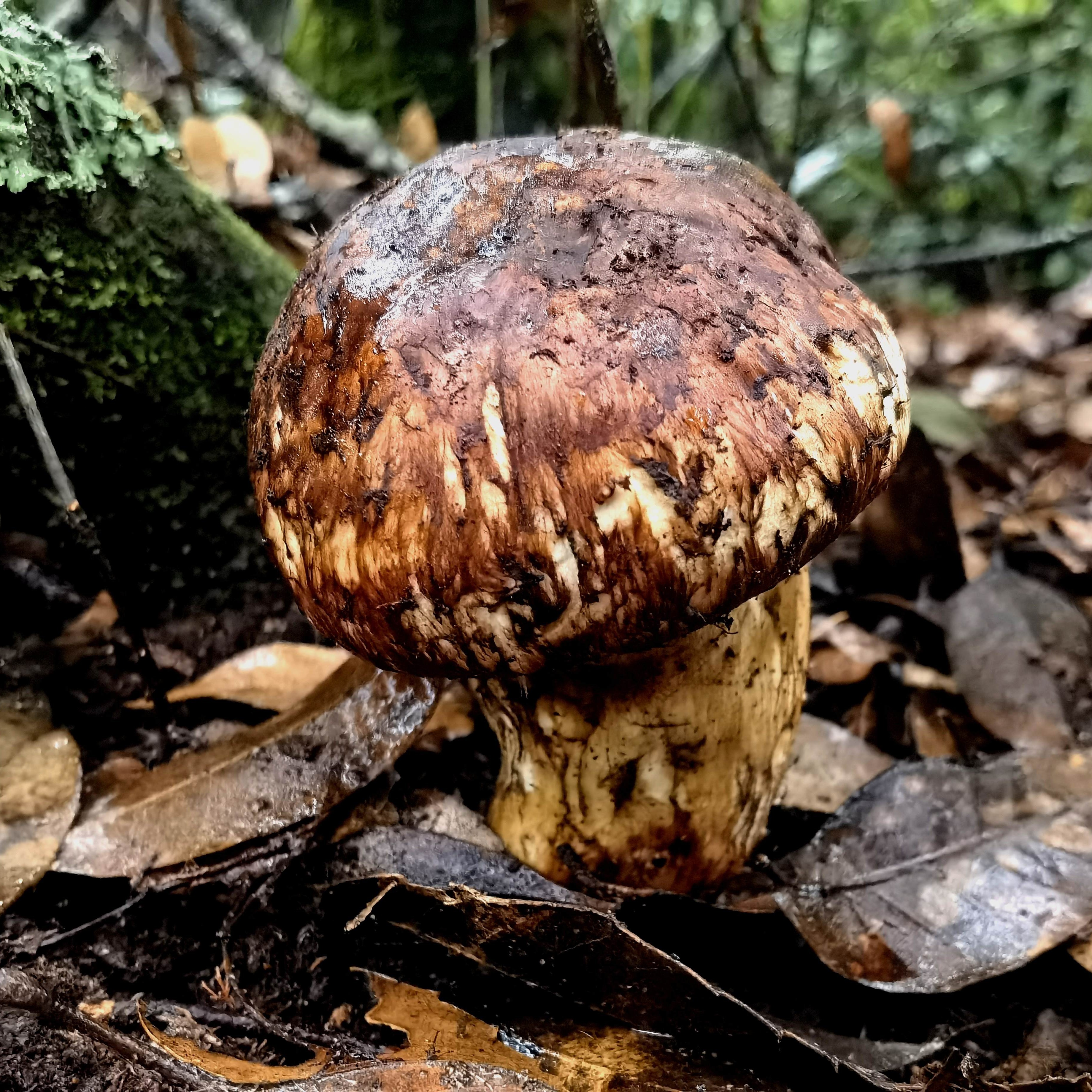 Matsutake Nutrition
