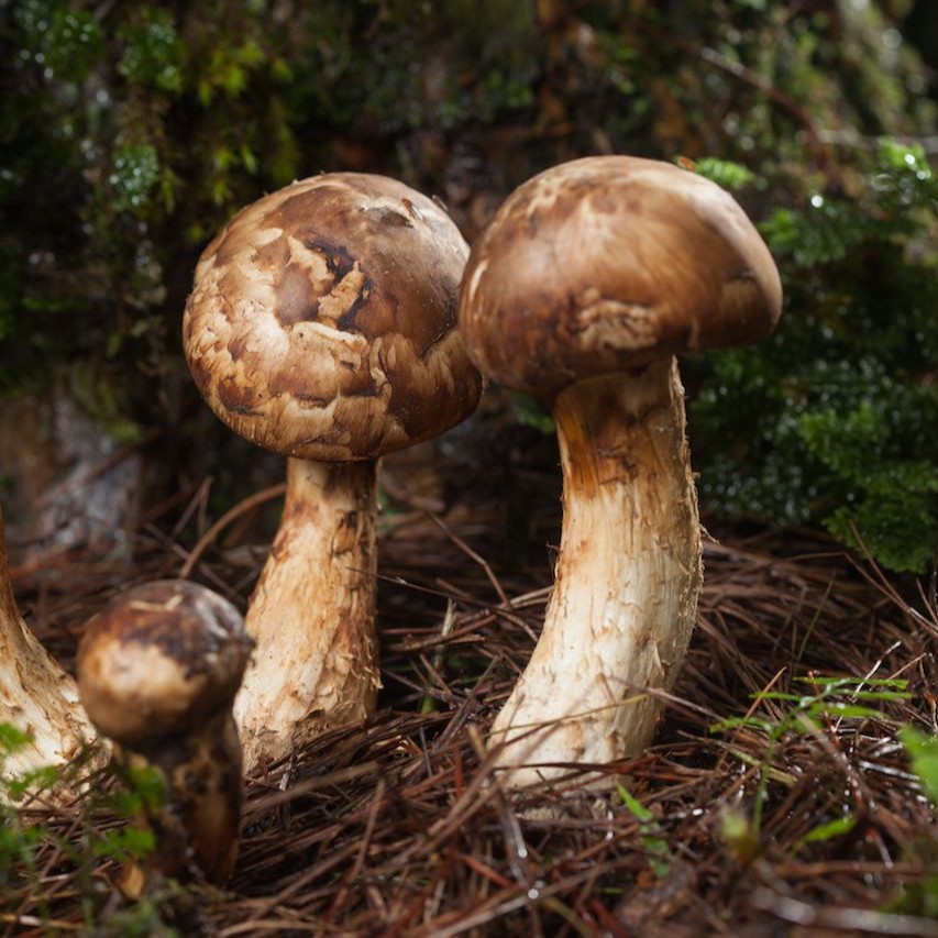 History of Matsutake