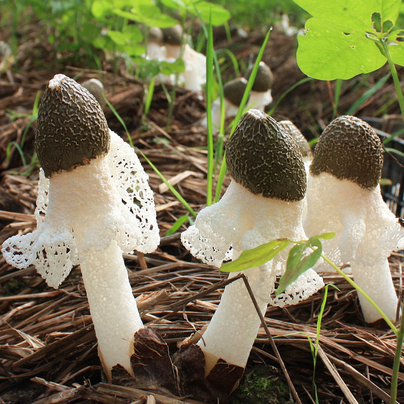 Bamboo Fungus