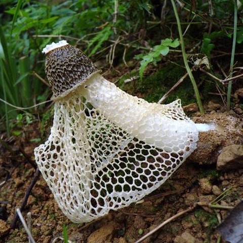 Bamboo Fungus Nutrition