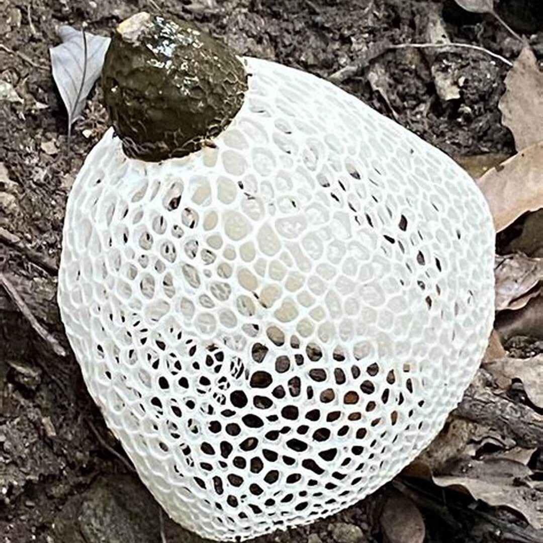 Bamboo Fungus Culture