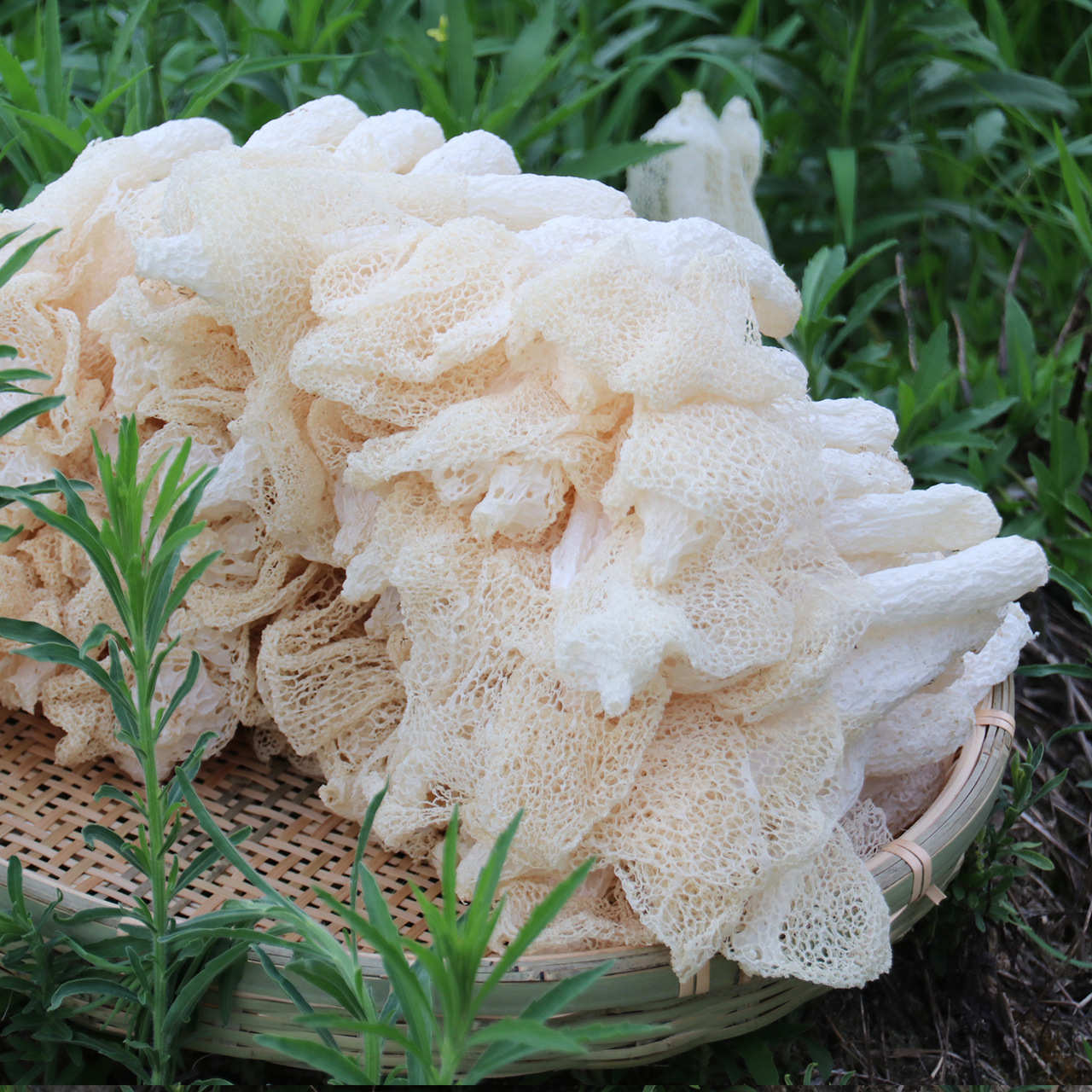 Bamboo Fungus Contraindications