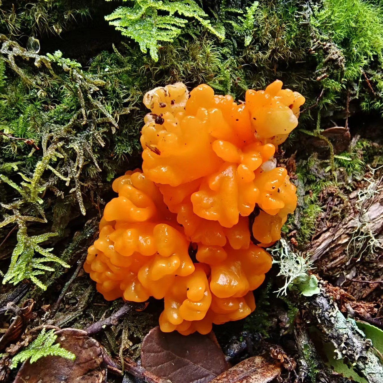 Naematelia aurantialba