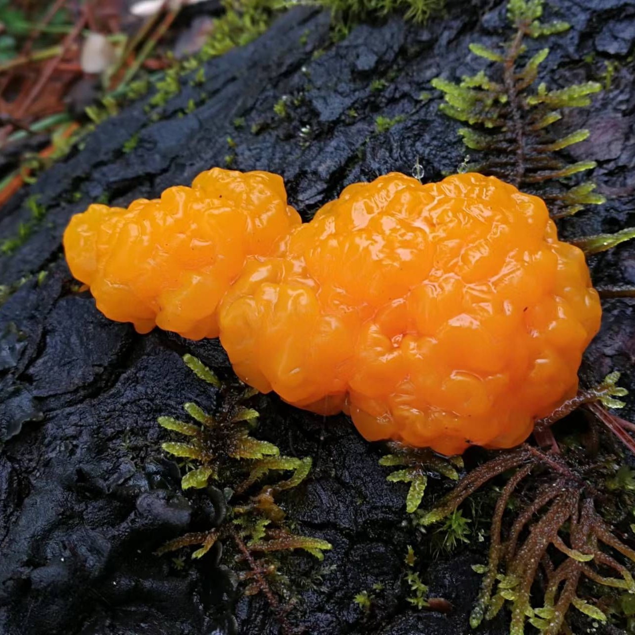 Nutrition of Golden Ear