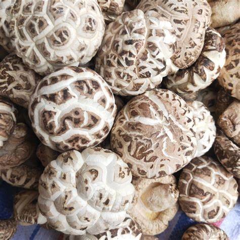 Benefits of Shiitake Mushroom