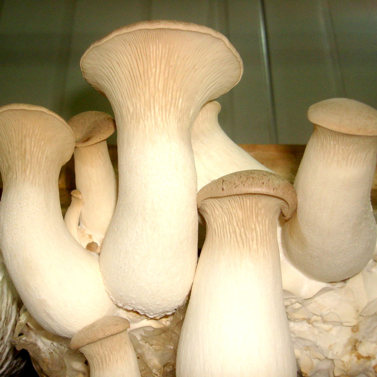 Pleurotus eryngii